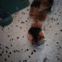 photo de livraison pour Chats Grains d'Amour