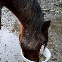 photo de livraison pour Les Crins de la Lande