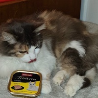 photo de livraison pour École du chat libre du Bocage bressuirais