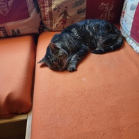 photo de livraison pour Chat de Gout'hier sans Toit