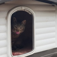 photo de livraison pour Chats Libres de Béziers