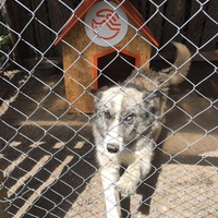 photo de livraison pour Save & Hope for Dogs