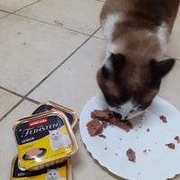 photo de livraison pour Association Nos Amis Nos Animaux