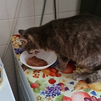 photo de livraison pour École du chat libre du Bocage bressuirais