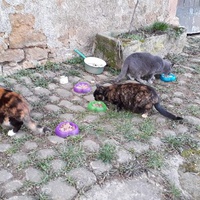 photo de livraison pour Chat Suffit a.sb.l.