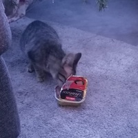 photo de livraison pour 4 Pattes sur mon Cœur