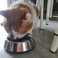 photo de livraison pour Animalove