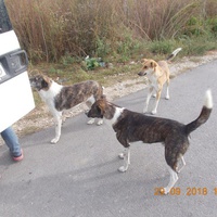 photo de livraison pour Pro Animals Finland ry