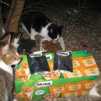 photo de livraison pour Les Chats Pitres de Saint-Paul