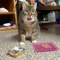 photo de livraison pour Ecole du Chat de Poitiers