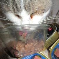 photo de livraison pour Jardin des Chats