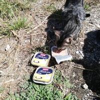 photo de livraison pour Chat L'Heureux Chat l'Ange et Cie