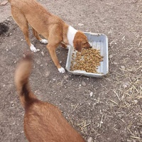 photo de livraison pour Serbian Society for the Protection of Animals - SSPA