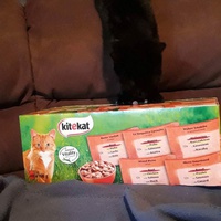 photo de livraison pour Les Chats de la Tour