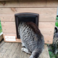 photo de livraison pour Les Chats de la Rue