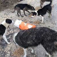 photo de livraison pour Anca Timpeanu