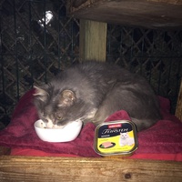 photo de livraison pour Animacoeur