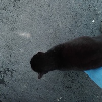 photo de livraison pour Chez Minou