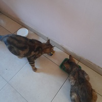 photo de livraison pour Les Amis de Michouette