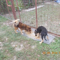 photo de livraison pour Pro Animals Finland ry