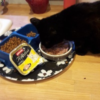photo de livraison pour Les Chats libres de Fleurance