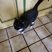 photo de livraison pour Chat de Gout'hier sans Toit