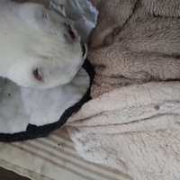 photo de livraison pour Chats Grains d'Amour