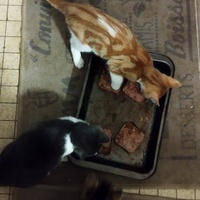 photo de livraison pour Les Chats de Cooper