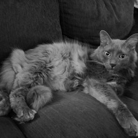 photo de livraison pour Les chats Port-Saint-Louisiens