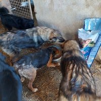 photo de livraison pour Udruženje za zaštitu i zbrinjavanje životinja "Moje šape"