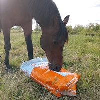 photo de livraison pour Happy Horse Day
