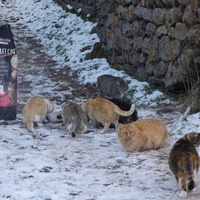 photo de livraison pour Jardin des Chats