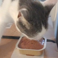 photo de livraison pour Chat L'Heureux