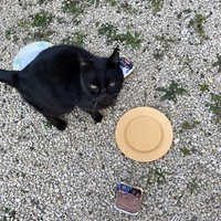 photo de livraison pour Ecole du Chat des Alpilles