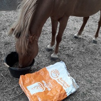 photo de livraison pour Happy Horse Day