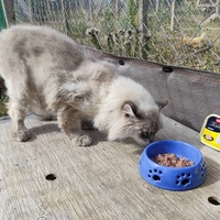 photo de livraison pour Ecole du Chat de Poitiers