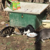 photo de livraison pour Ecole du Chat des Alpilles