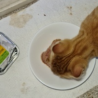 photo de livraison pour École du chat libre du Bocage bressuirais