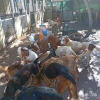 photo de livraison pour Comme Chiens et Chats Maroc