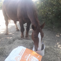 photo de livraison pour Happy Horse Day