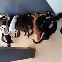 photo de livraison pour Pour l'Amour des Chats