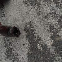 photo de livraison pour Chez Minou