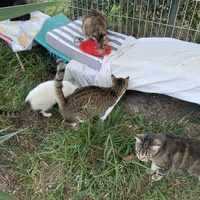 photo de livraison pour Les chats de chez nous