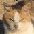 photo animal