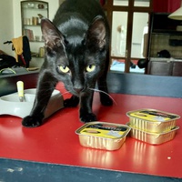 photo de livraison pour Association C.A.T.S. Chat Animal Terrien Solidarité