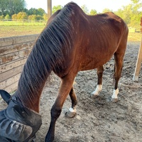 photo de livraison pour Association Equi’souffle