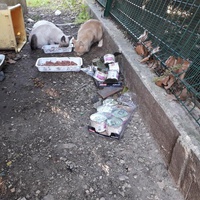 photo de livraison pour Chats Oubliés
