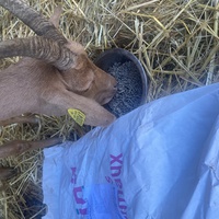 photo de livraison pour Espoir au Galop