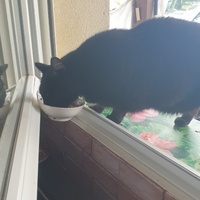 photo de livraison pour Adoption Féline Estuaire