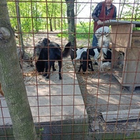 photo de livraison pour Association for the protection of animals "BAK"